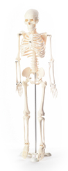 80cm Skelett auf Stativ